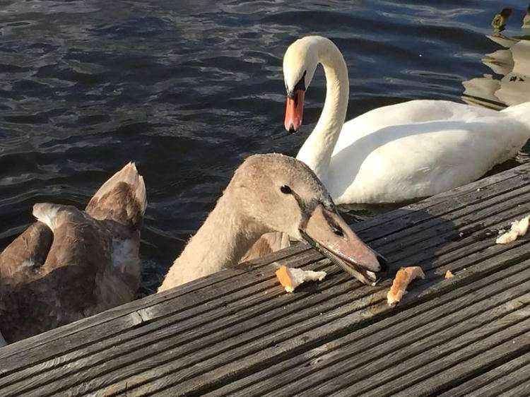 Norfolk Broads Fishing Holiday - Swans feeding at Swallowdale Holioday Home on the River Yare