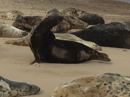 Seal At Horsey Gap On The Beach
