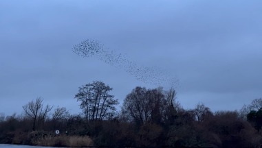 A Starling murmuration at Swallowdale Holiday Home at dusk