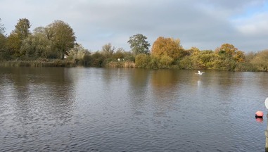 A Swan flying at Swallowdale Holiday Home along the River Yare