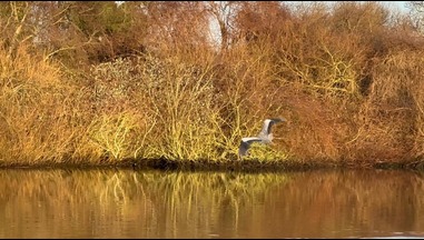 A Heron flying at Swallowdale holiday home along the River Yare