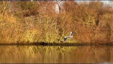 Birdwatching In Norfolk 1 A Heron flying at Swallowdale holiday home along the River Yare