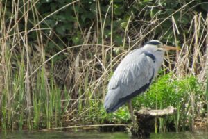 Birdwatching in Norfolk. A Heron sitting on a branch on the River Yare