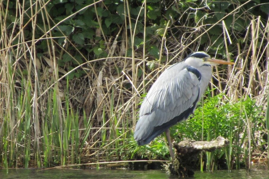 birdwatching-in-norfolk Birdwatching in Norfolk. A Heron sitting on a branch on the River Yare