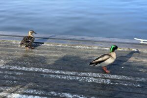 Two Ducks on the decking in Winter at Swallowdale holiday home in Brundall