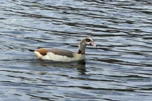 An Egyptian Goose swimming on the River Yare at RSPB Strumpshaw Fen