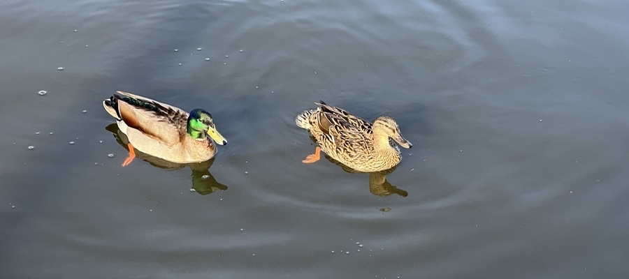 Two Feeding ducks in the River Yare at Swallowdale Holiday Home in Brundall