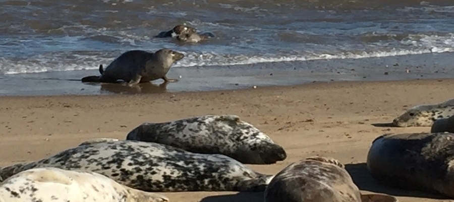 Seal laying on the beach at Horsey Gap Seals