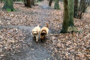Norfolk Dog Friendly Holidays - Two Dogs walking at Buckenham Woods in Norfolk