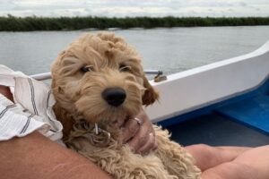 Norfolk Dog Friendly Holidays - Dog having a cuddle on a boat along the River Yare in Brundall