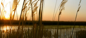 Tall grasses silhouetted against a sunset over the River Yare at Strumpshaw Fen, Norfolk