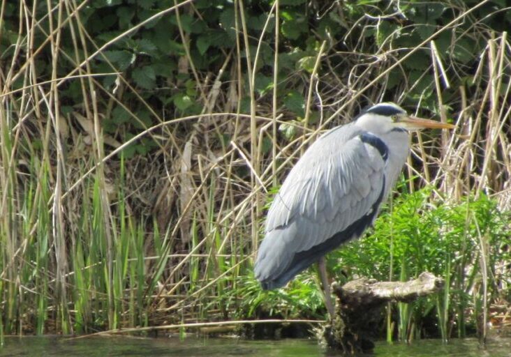 Birdwatching in Norfolk. A Heron sitting on a branch on the River Yare