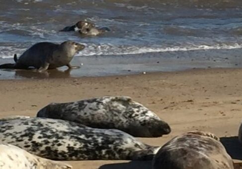 Seal laying on the beach at Horsey Gap Seals
