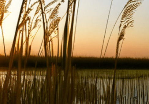 Tall grasses silhouetted against a sunset over the River Yare at Strumpshaw Fen, Norfolk